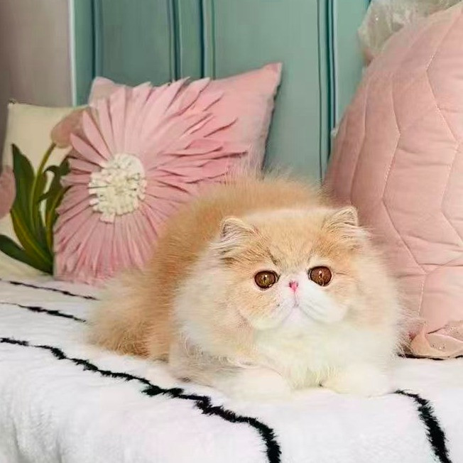 pet-