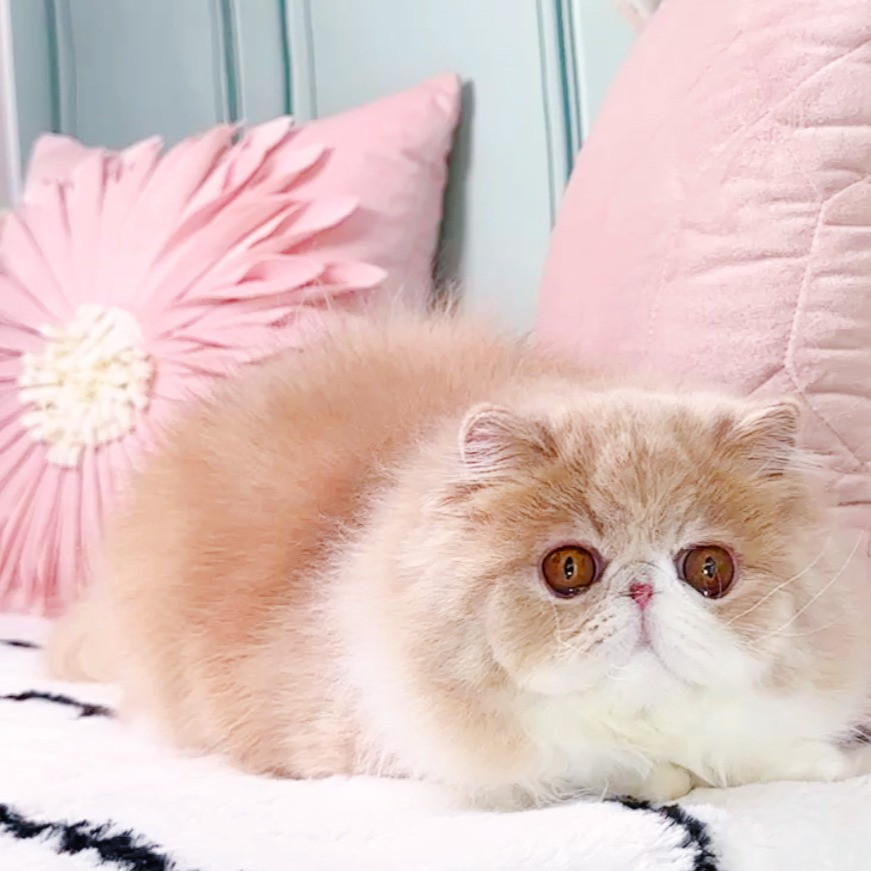 pet-